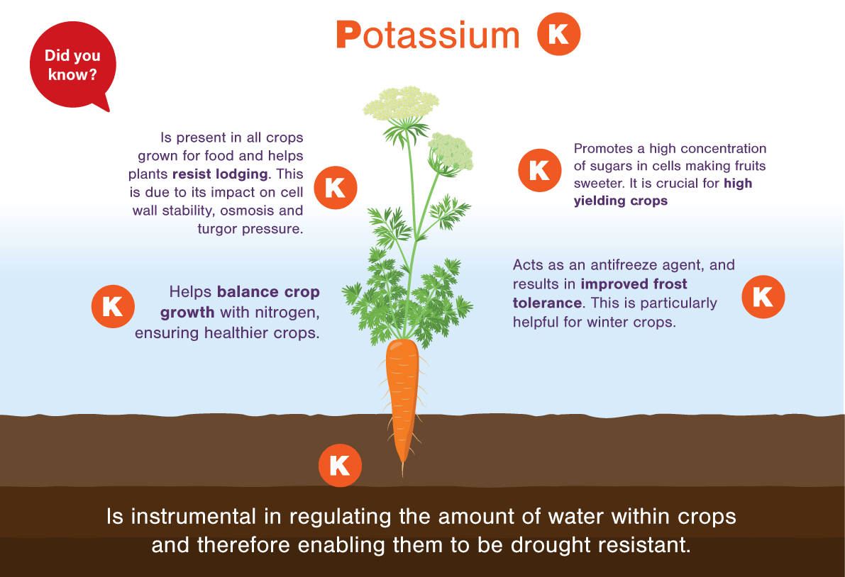 Potassium in food -