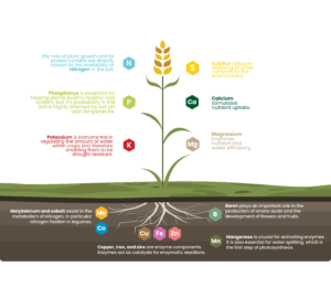Balanced Plant Nutrition - Fertilizers Europe